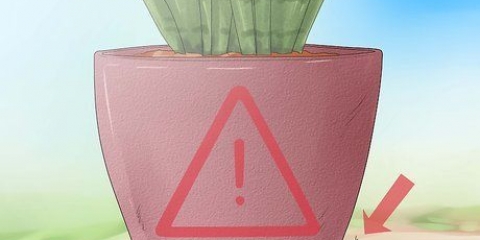 Sorg vir 'n sansevieria