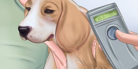 Voor 'n verwaarloosde hond sorg