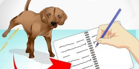 Vir 'n zieke hond sorg