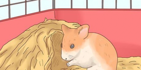 Voor hamsterbaby se sorg