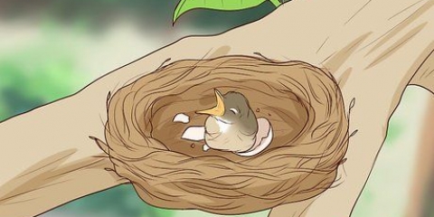Voor pasgebore vogels sorg