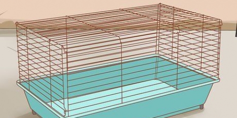 Voor syrische hamsters sorg