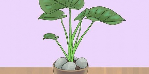 Voorkomen dat jy jou kamerplante uitgraaft