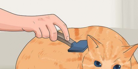 Voorkomen dat katten verharen