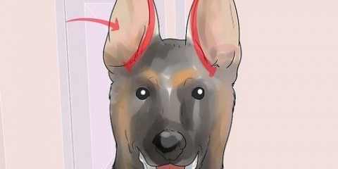 Weerspannige oren van duitse herderpuppy's tapen