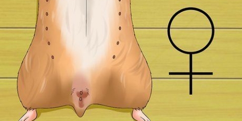 Weten van je hamster zwanger is