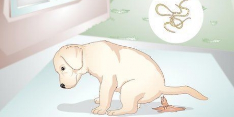 Weten of je puppy wormen het