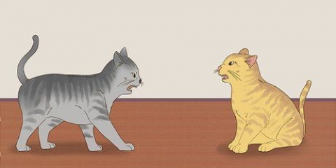 Weten of katten spelen of vechten