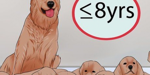 Nat wanneer jy moet stop met 'n vroulike hond te fokken