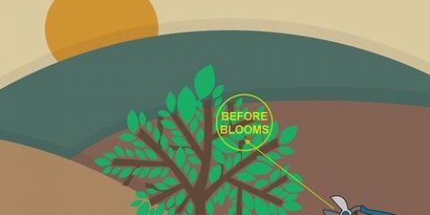 Snoei afwisselende blom