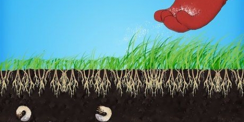 Verwyder wit grubs van jou grasperk
