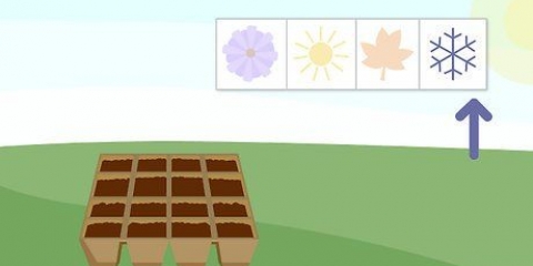 Plant sade in 'n eenvoudige saadbak