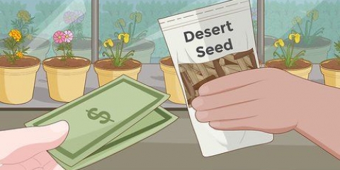 Plant woestyn roos sade