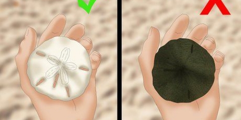 Skoonmaak en bewaring van sand dollars
