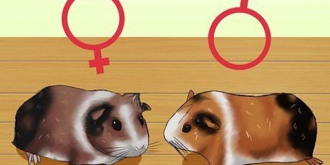 Zien van je cavia zwanger is