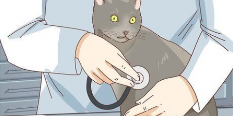 Zien of je kat depressief is