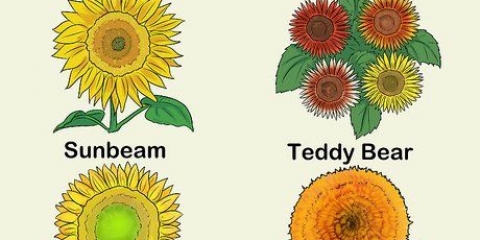 Kweek sonneblomme
