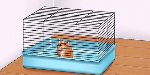 Maak seker dat jou hamster vertrou