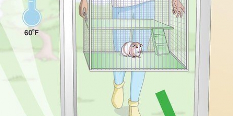 Zorgen dat cavia se warm bly