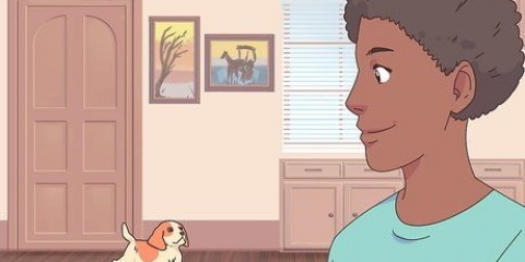 Maak seker dat 'n kat en 'n hond mekaar verdra