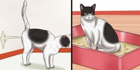 Maak seker dat 'n kater stop met sproei