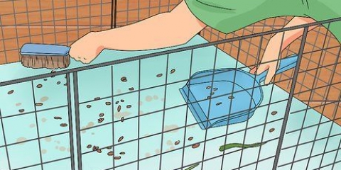 Maak seker dat jy cavia fris ruikt