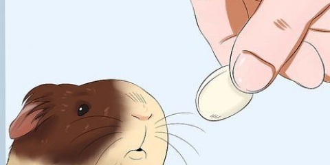 Maak seker dat jy cavia is getroud