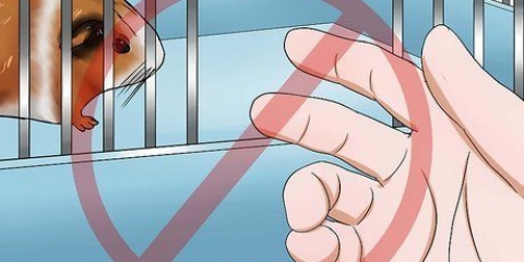 Zorgen dat je cavia stop met byten