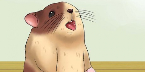 Maak seker dat jy die hamster koel bly as dit weer is