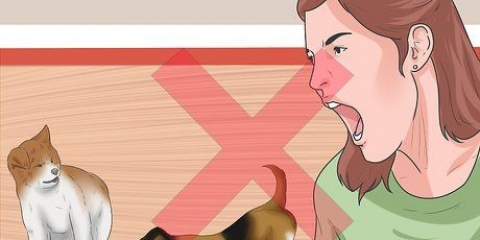 Zorgen dat jy twee honde stop met vechten