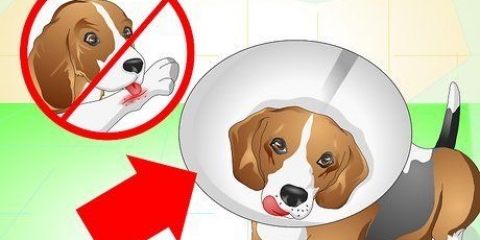 Zorgen vir 'n hond met hektinge
