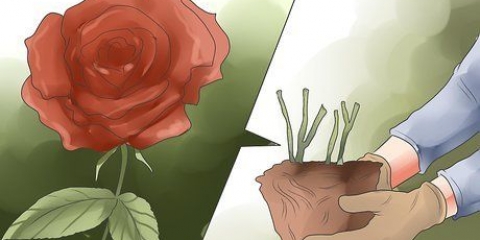 Elimineer swart kolle op rose
