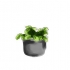 Kweek aarbeie in 'n pot