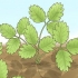 Snoei aarbeiplante