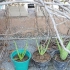 Aloe vera plante