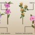 Plant azaleas