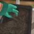 Voortplanting van bamboes