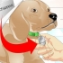 Bepalen of 'n hond 'n chip het