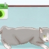 Bepalen of je kat zwanger is