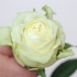 Verf blomme