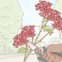 Voortplanting van bougainvillea