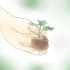 Krisante plante