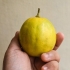 Maak suurlemoene ryp