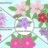 Kweek clematis