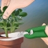 Groeiende crassula ovata