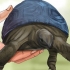 Die ouderdom van 'n schildpad bepaal