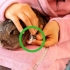 Die nagels van 'n konijn knippen
