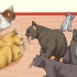 De tekenen van kattenmishandeling herkennen