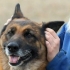 Die temperatuur van jou hond meten sonder 'n termometer te gebruik