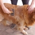 Die vacht van 'n golden retriever versorgen